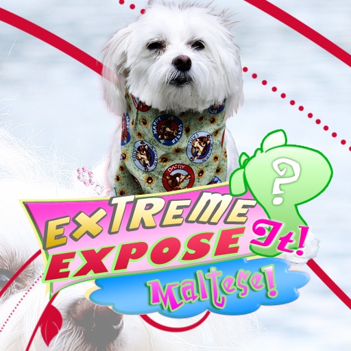 Maltese! : Extreme Expose It!
