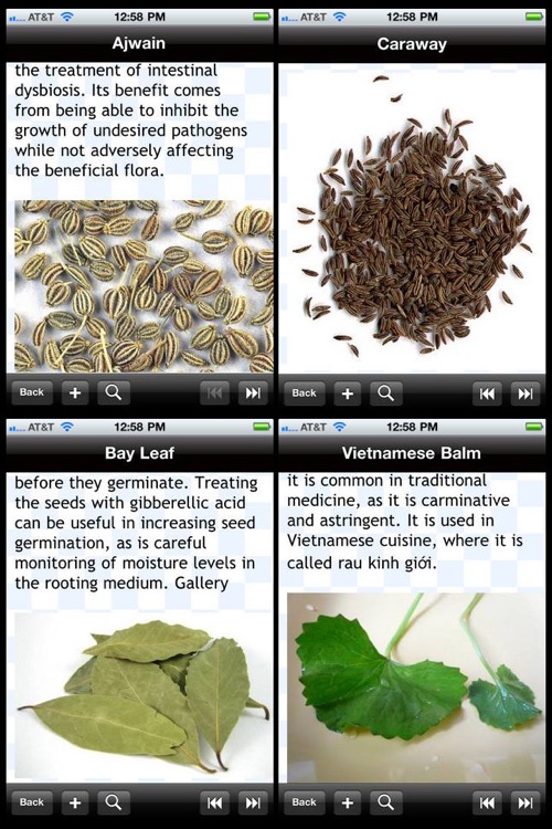 Culinary Herbs & Spices Encyclopedia