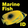 Marine Fish ID Maldives