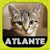 ATLANTE GATTI