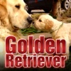 Golden Retriever Wallpapers