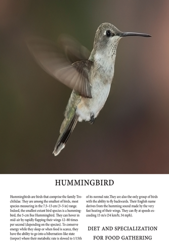 Birds Magazine screenshot 2