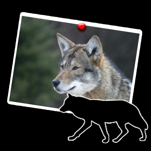 wolf wonderful vip icon