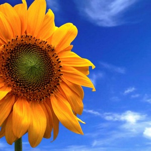 HD Wallpapers & Backgrounds for iPhone/iPod touch download