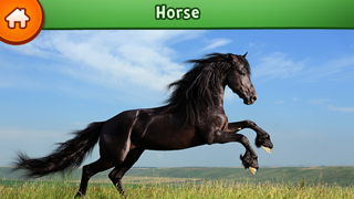 Screenshot #2 pour Learn about animals