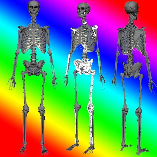 3D Human Anatomy Skeleton icon