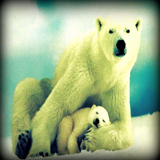 Polar Bears - From Zoo and Arctic to U icon