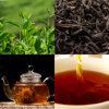 Tea Guide (Чайный Гид)