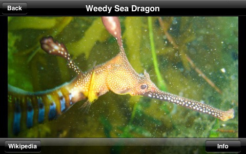 Reef Fish screenshot 3