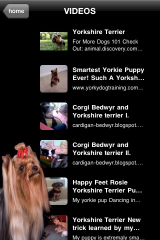 Yorkies - Yorkshire Terrier Fun screenshot-4