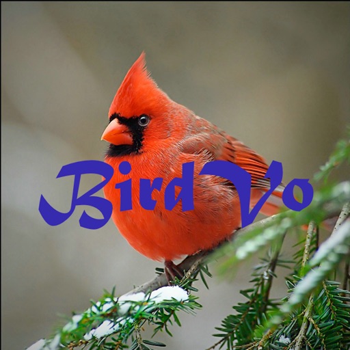 Birds Sounds App ~ BirdVo ~ Bird Voices