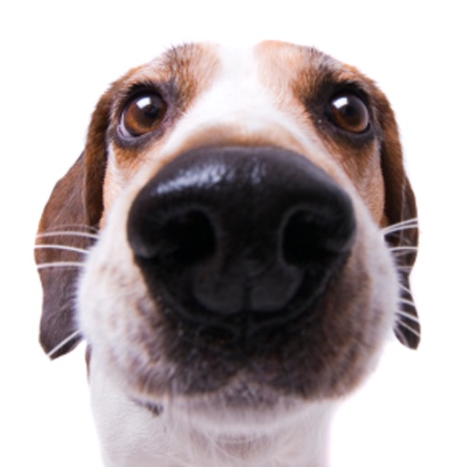 Beagles - Hound Dog Series