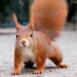 Animal Wallpapers & Images