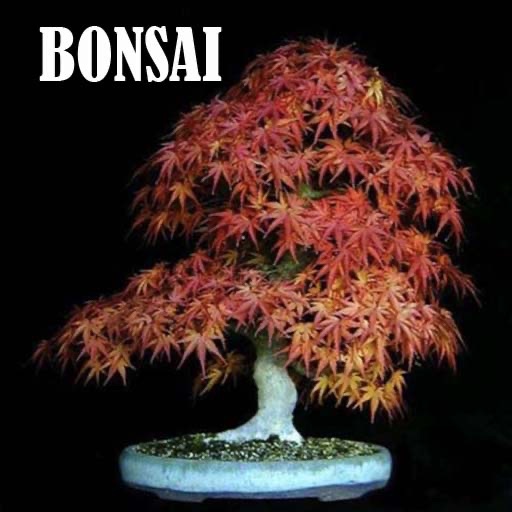 Bonsai Wallpapers icon