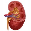 A1 Renal Calculator