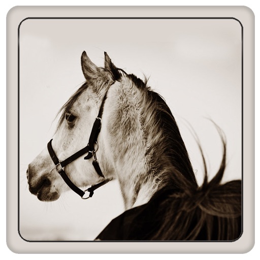 Horse + Icon
