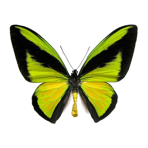 Butterfly Collection icon