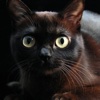 Burmese Cat