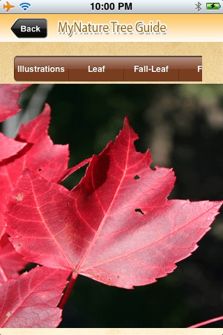 MyNature Tree Guide screenshot-3