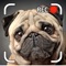 The adorable Talking Puppy will repeat everything you say in a funny voice