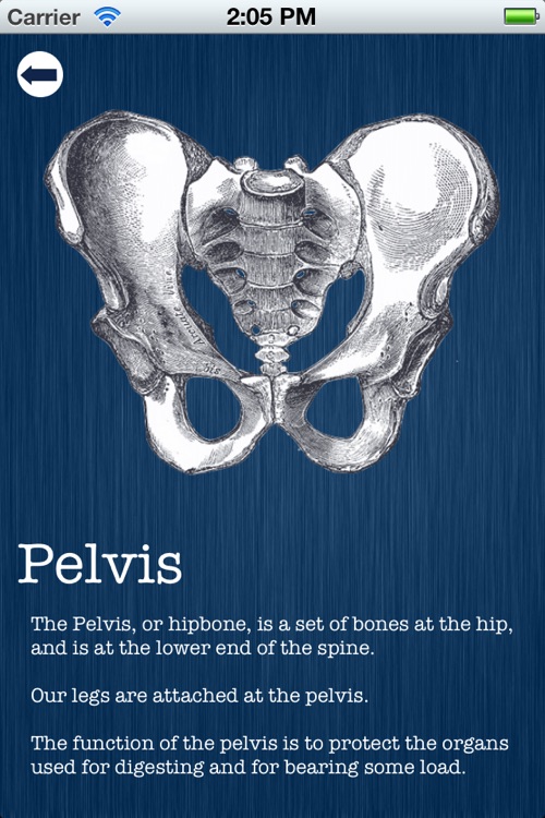 Bones for Kids Lite