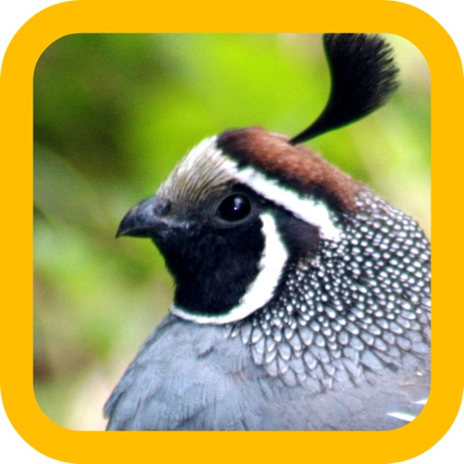 Quail Hunting iOS App
