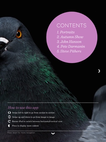 On Magazine Issue One: On Pigeons screenshot 2