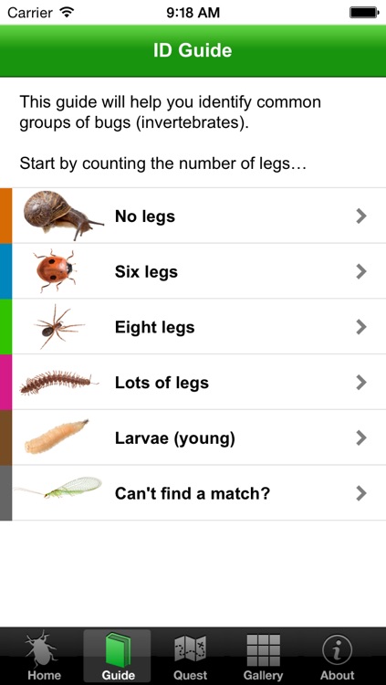 OPAL Bugs Count Pocket ID Guide