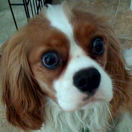 My Cavalier