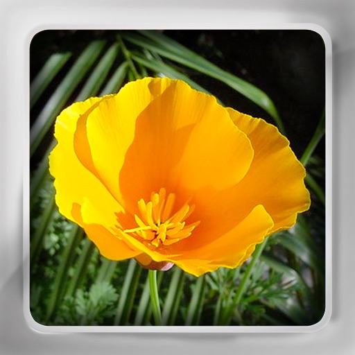 Flower Flip: Flashcards of Exotic & Garden Flowers Icon