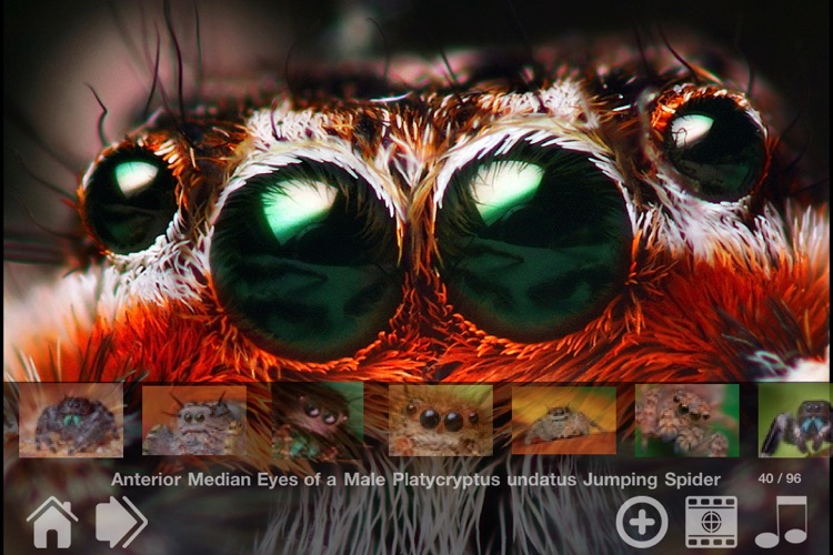 Bugs! - Incredible Macro Photography by Thomas Shahan