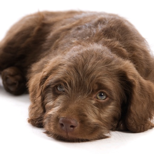 Labradoodles - Cute Family Dogs icon