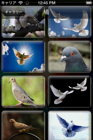 すべての鳥の壁紙のおすすめ画像2