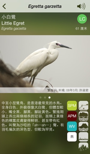 香港常見鳥類(圖4)-速報App