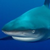 Bull Shark