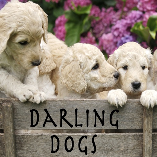 Darling Dogs Darling Dogs