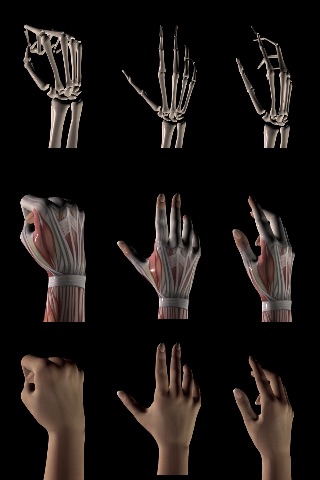 360 Anatomy for Artists - The Hand screenshot 2