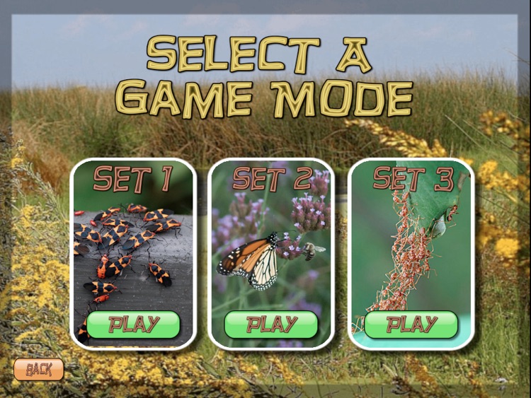 Science Match Bugs