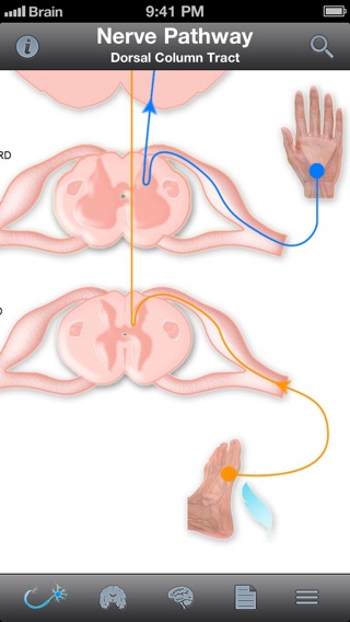 Pocket Brain－インタラクティブ神経解剖学のおすすめ画像5