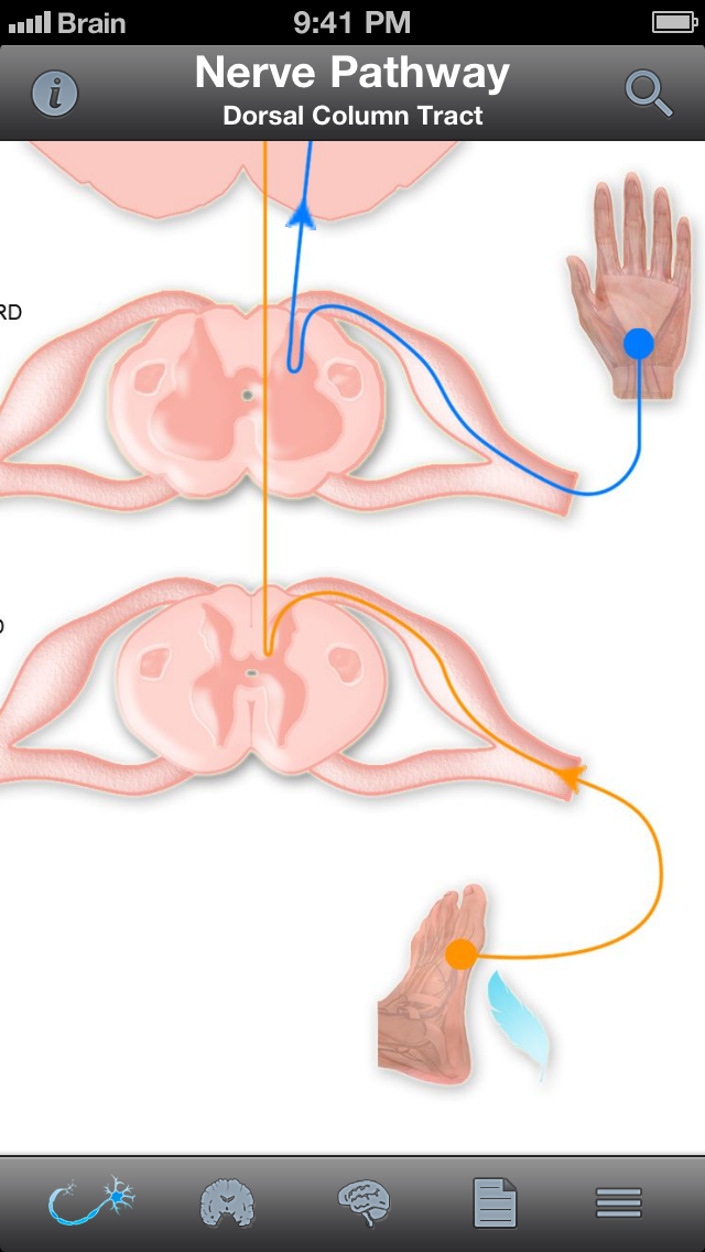 Pocket Brain－インタラクティブ神経解剖学のおすすめ画像5