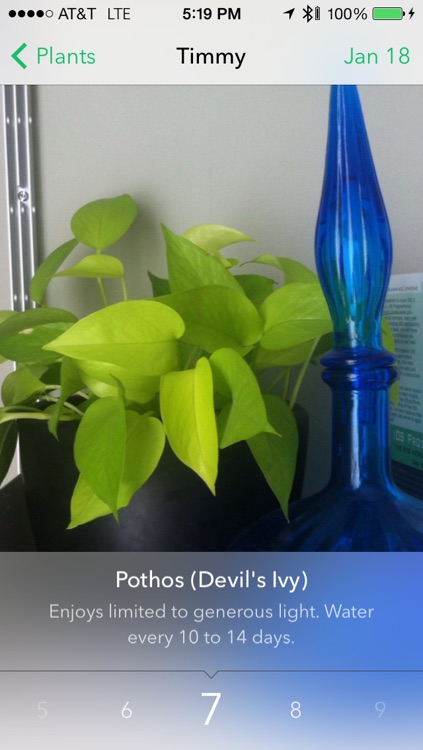 Waterbug Plant Care Guide