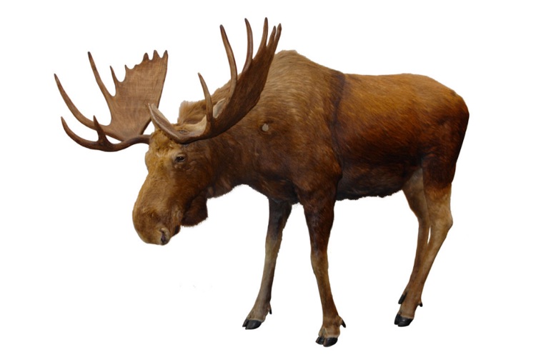 Funtastic Animal Facts Flashcards Lite