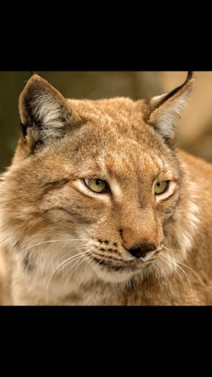 Rick's Big Cats - Wallpaper from Photographer Rick Sammon(圖4)-速報App
