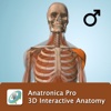 Male Anatomy 3D - Anatronica