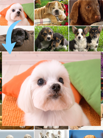 Screenshot #5 pour Cute dog wallpapers