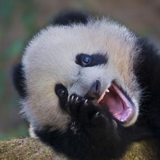 Panda Jokes - Best, cool and funny jokes! iOS App