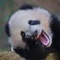 Panda Jokes - Best, cool and funny jokes!