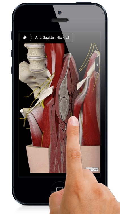 Hip Pro III with Animations - iPhone Edition