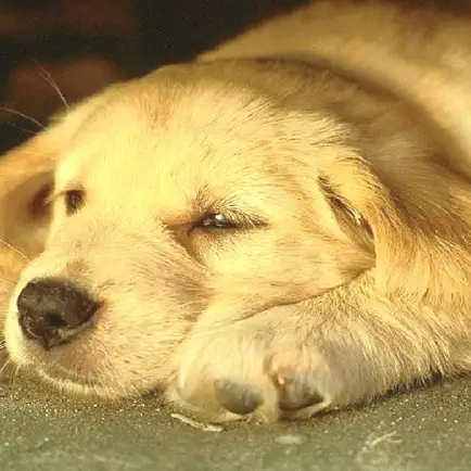 Wallpaper Collection: Cute Dogs Читы