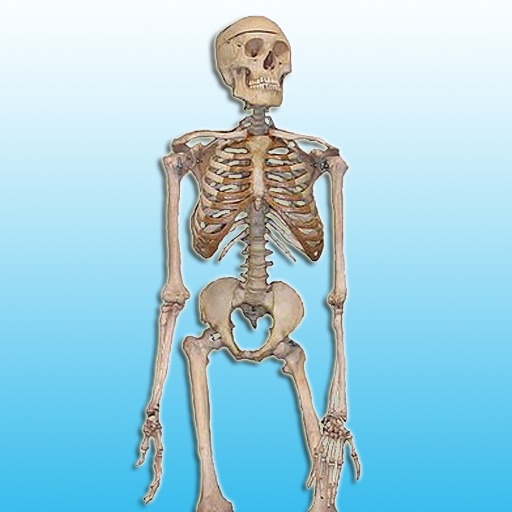 Skeletal System icon